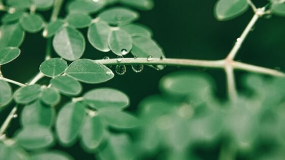 Unlock the Power of Moringa Supplements for Optimal Body Health